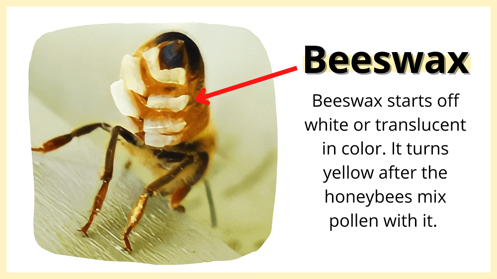What is Beeswax? (& Is Beeswax Safe to Eat?) LearnBees