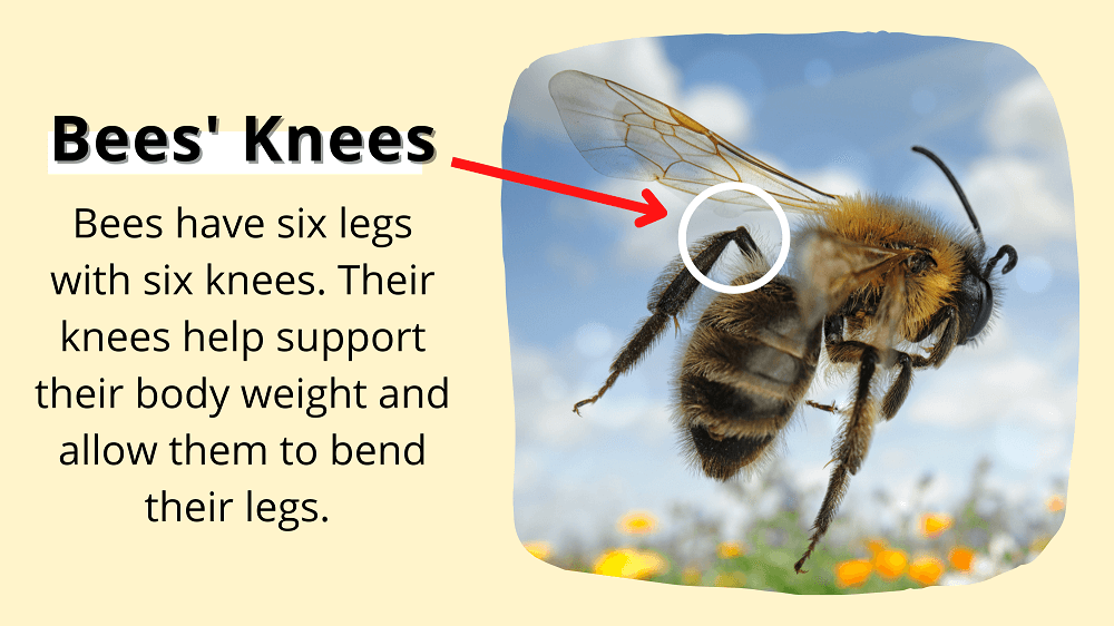 Do Bees Have Knees? (True or False) LearnBees