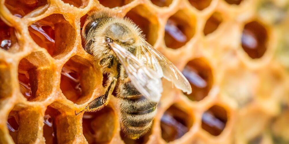 What is Beeswax? (& Is Beeswax Safe to Eat?) LearnBees