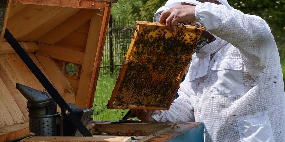 What is Beeswax? (& Is Beeswax Safe to Eat?) LearnBees