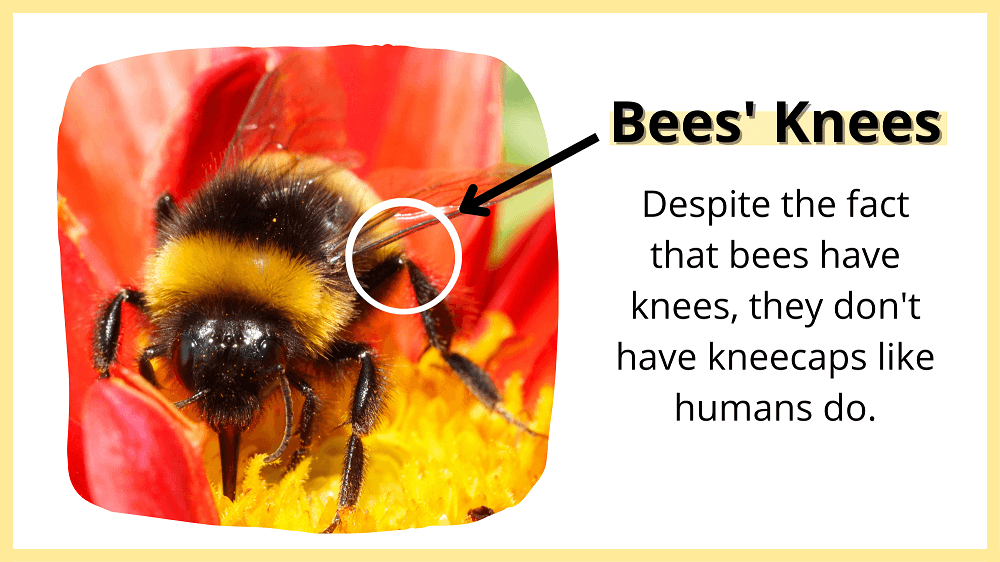 Do Bees Have Knees? (True or False) LearnBees