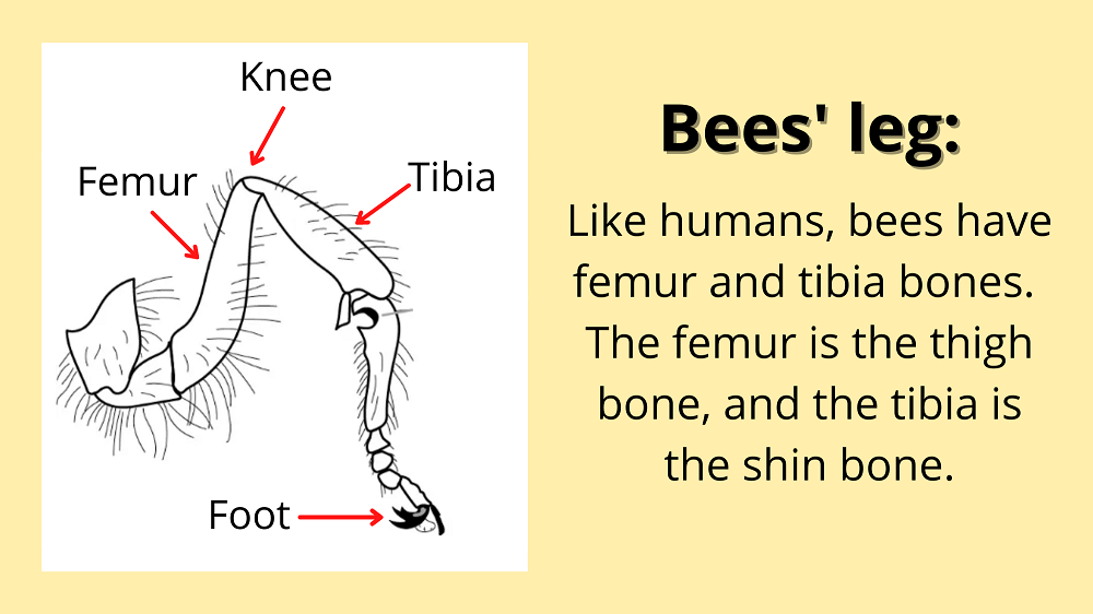 Do Bees Have Knees? (True or False) LearnBees
