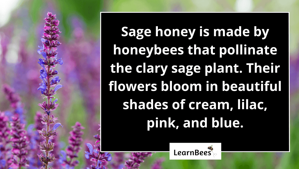 Sage Honey 101 The Taste, Health Benefits, & Risks