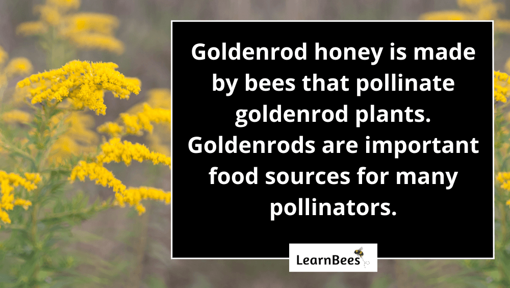 Goldenrod Honey 101 The Taste, Health Benefits, & Risks