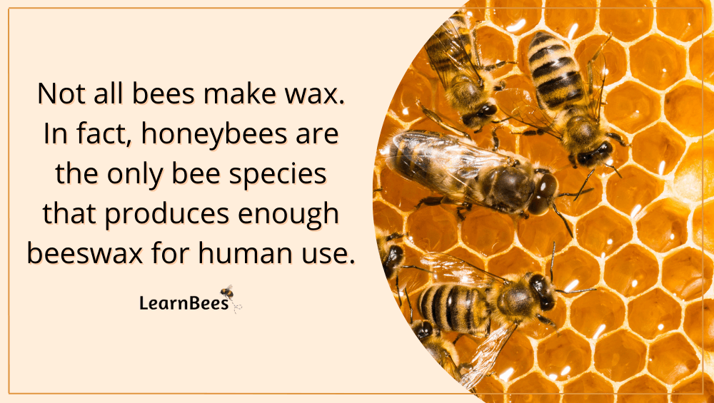 How Do Bees Make Wax? LearnBees