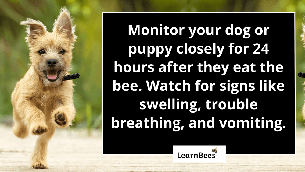 Uh Oh! My Dog Ate a Bee! What Should I Do Now?