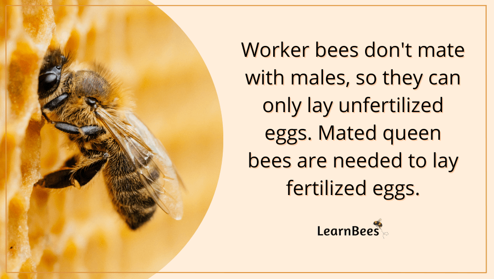 How Do Bees Reproduce? (Pictures + Videos)