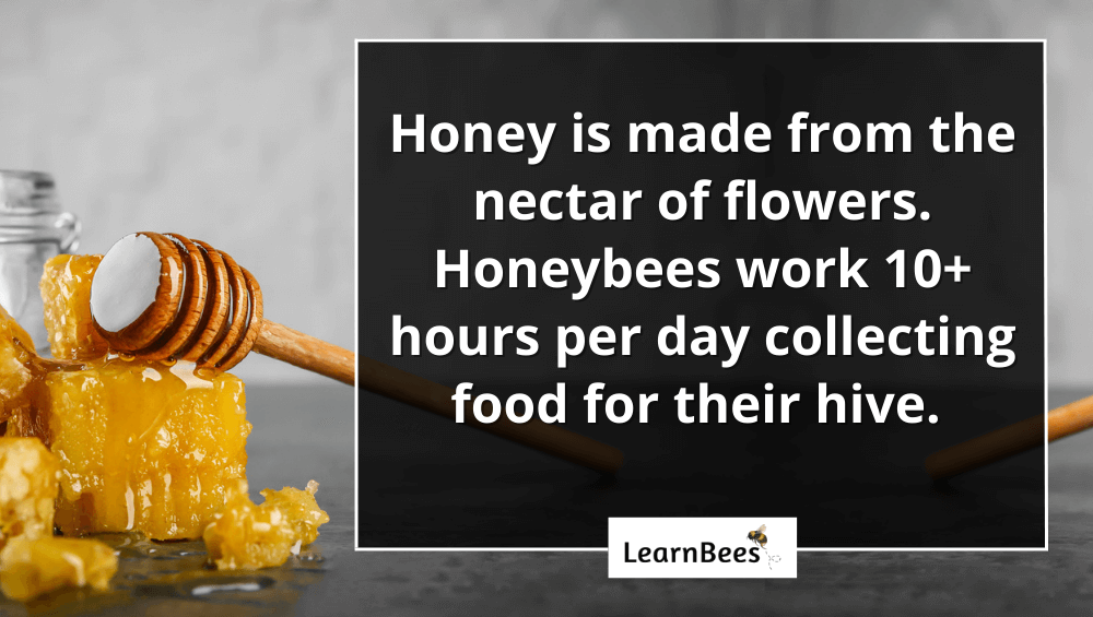 Is Honey Bee Poop? LearnBees