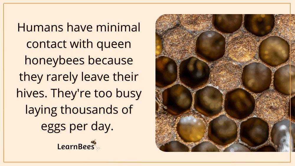 Does a Queen Bee Sting? LearnBees