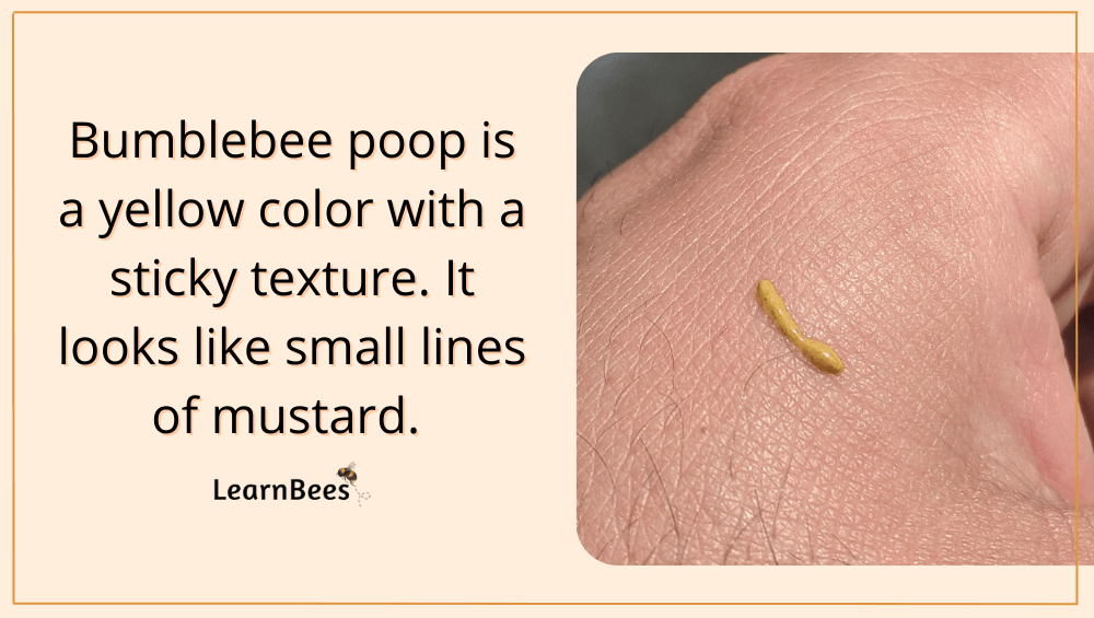 Do Bumblebees Poop? (+What Does it Look Like?)