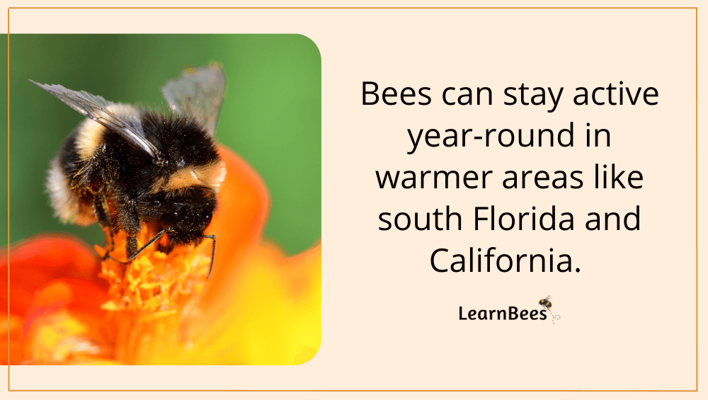 When Do Bees Come Out? LearnBees