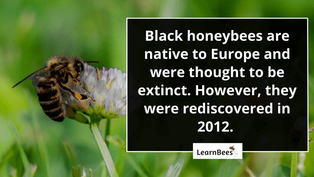 Black Honeybees 101 What They Are & Where They Live