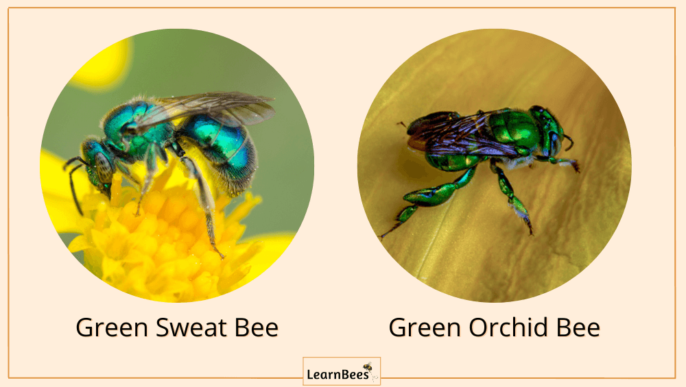 Bees Color 10+ Types of Colored Bees With Pictures
