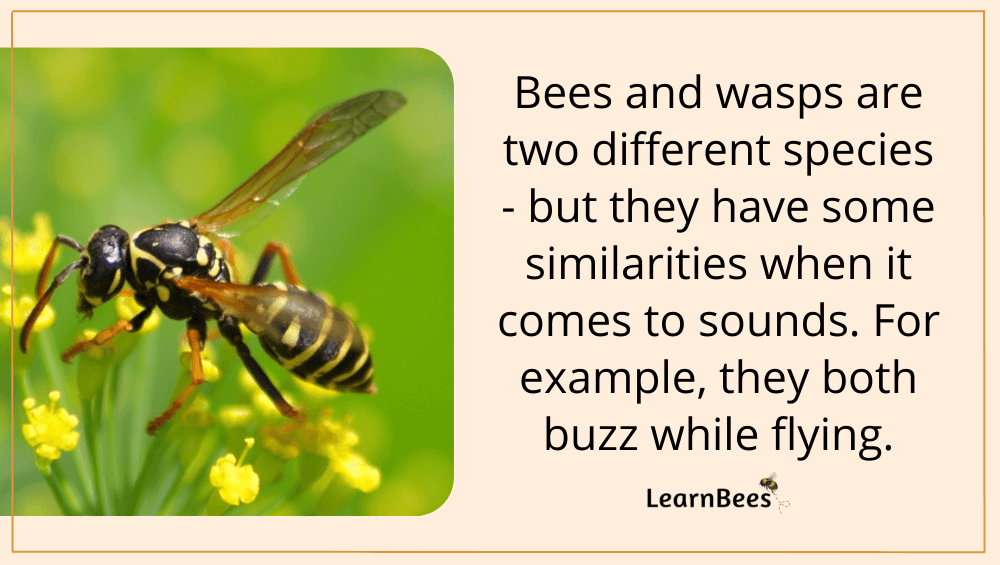 Sounds of Bees The Buzzing & Piping Noises Bees Use to Talk