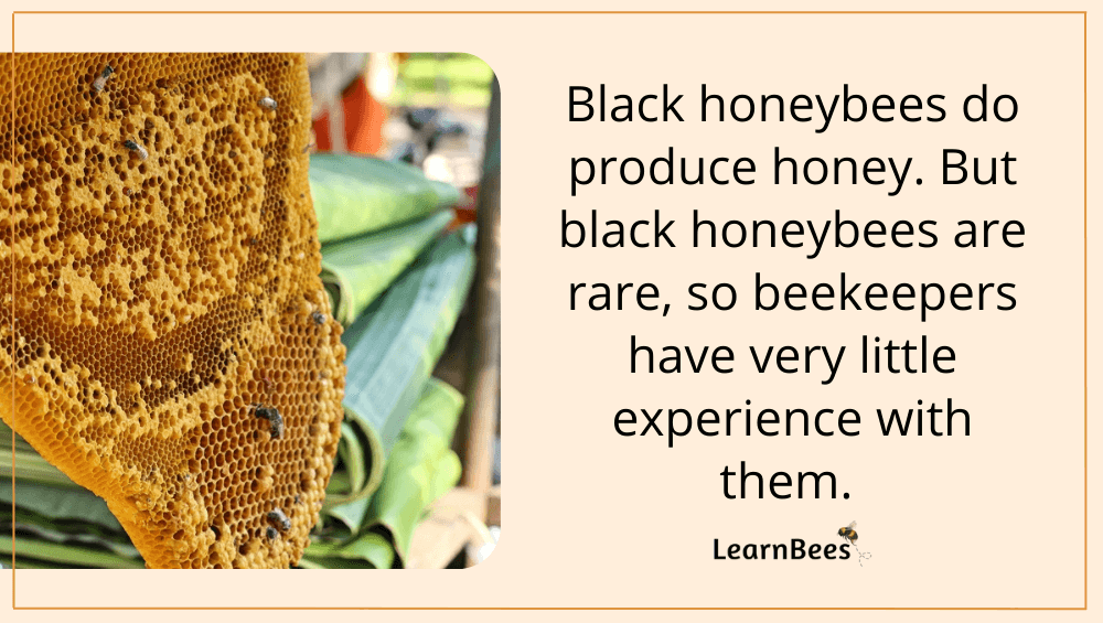 Black Honeybees 101 What They Are & Where They Live