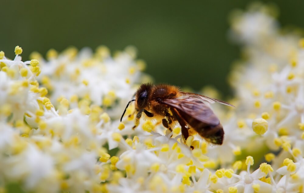 Black Honeybees 101 What They Are & Where They Live