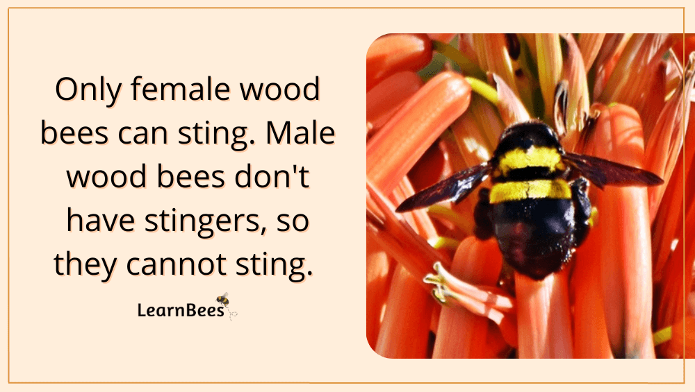 Wood Bees 101 Are They a Threat to You and Your Home?