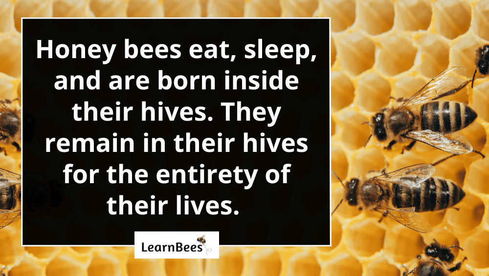 How Do Honey Bees Make Hives? LearnBees
