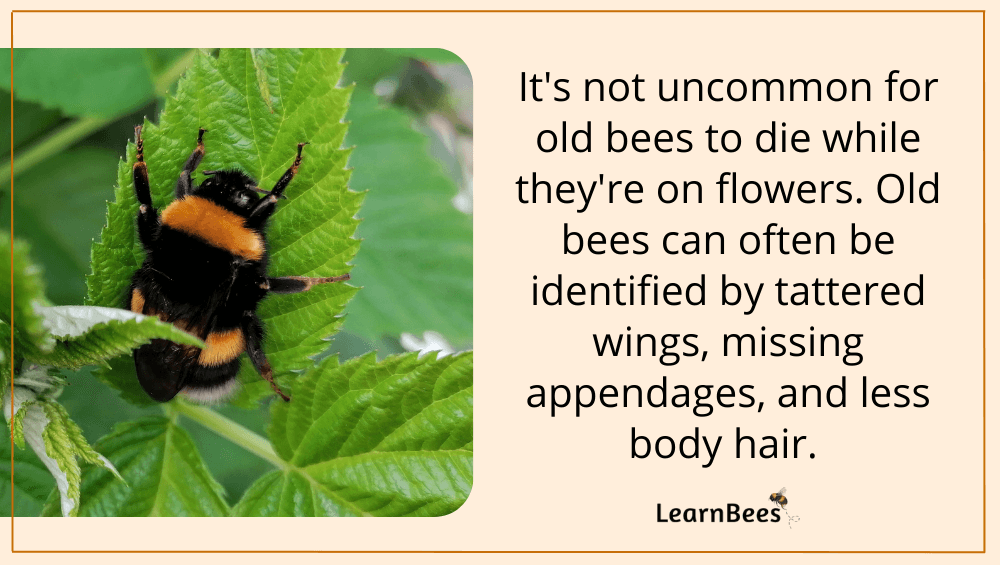 Do Bees Sleep in Flowers? LearnBees