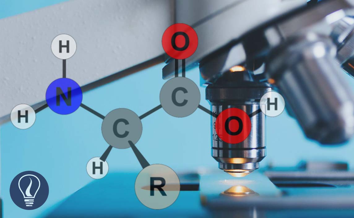 Introduction To Amino Acids The Building Blocks Of Protein Learnbin