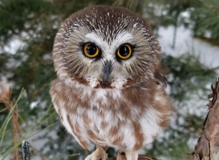 What is the Smallest Owl in North America? Learn Bird Watching