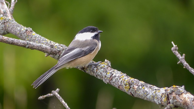 Unique BlackCapped Chickadee Facts You Need To Know! Learn Bird Watching