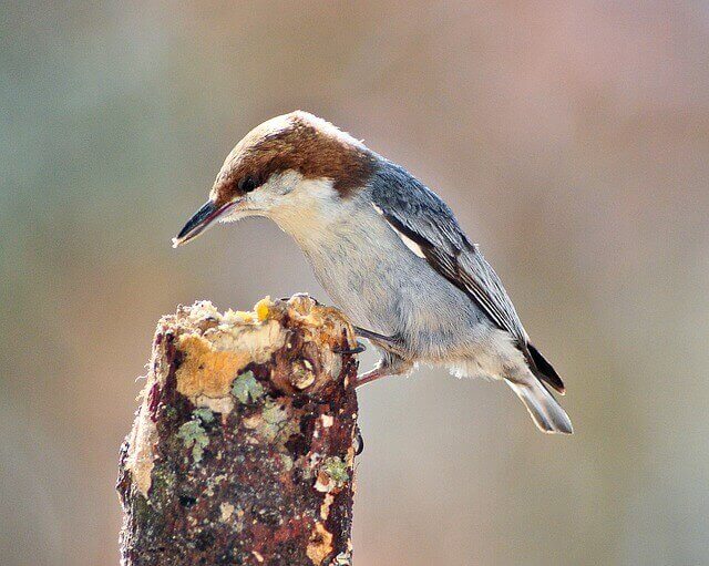 Brown Bird That Looks Like A Nuthatch