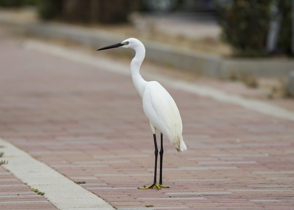 19 Birds with Long Necks and Legs (MustSee!) Learn Bird Watching