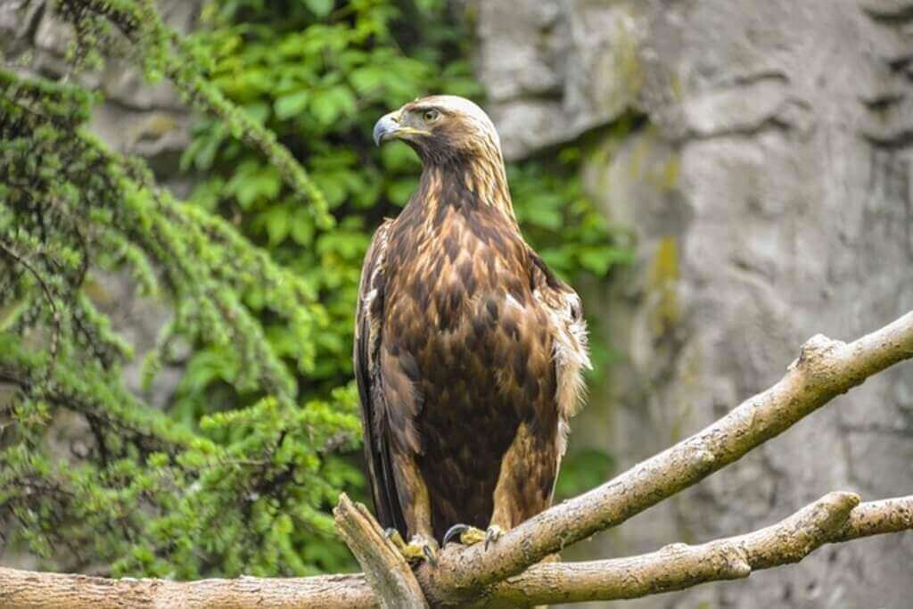 60 Interesting Facts About Golden Eagles Let's Dive In! Learn Bird