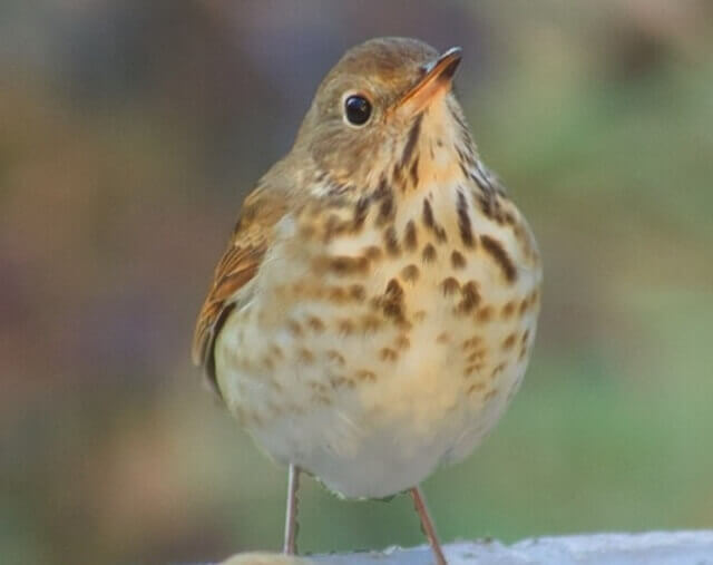 17 Birds That Eat Serviceberries Nature's Winter Feast! Learn Bird