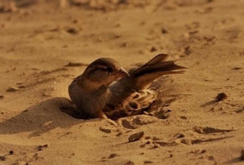 Why Do Birds Take Dirt Baths? Unraveling the Mystery!