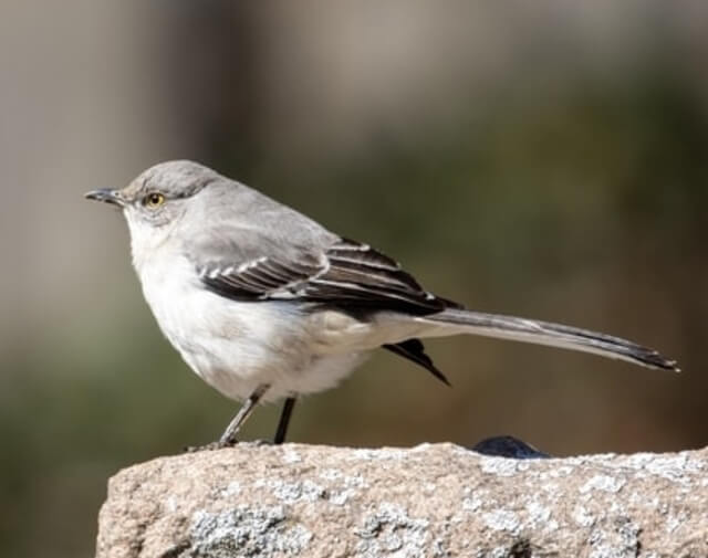 29 Birds That Eat Pumpkin Seeds A Birdwatcher's Guide! Learn Bird