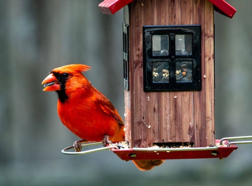 Meet the Illinois State Bird The Northern Cardinal!
