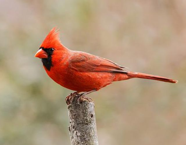 23 Backyard Winter Birds in Maine Expert Guide! Learn Bird Watching