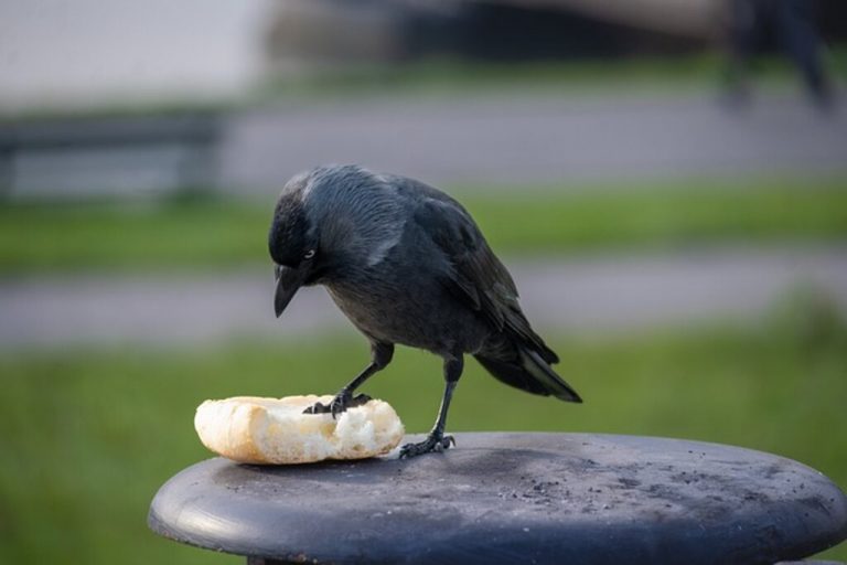 Can Birds Eat Moldy Bread? Is It A Safe Or Risky Snack?
