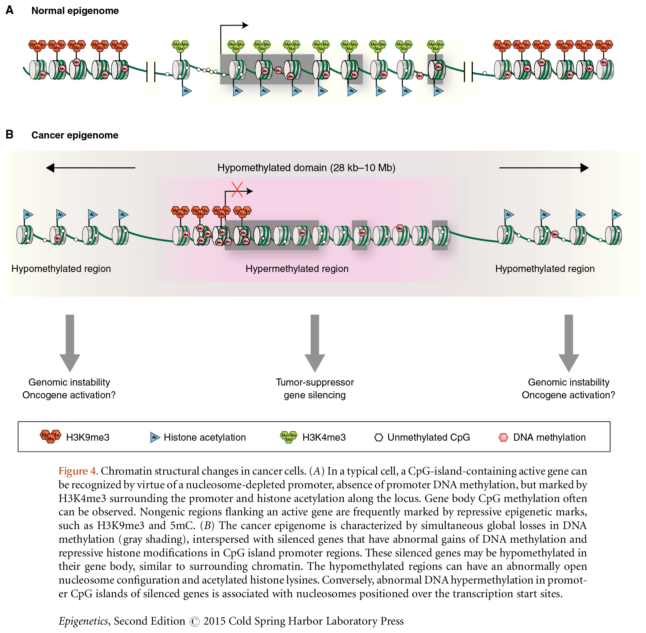 Determinants of Cancer