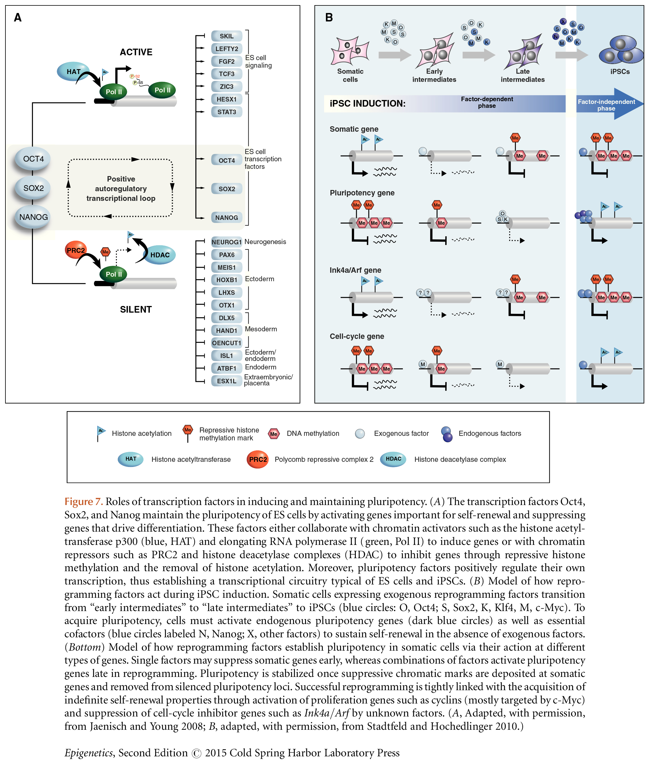 Induced Pluripotency and Reprogramming