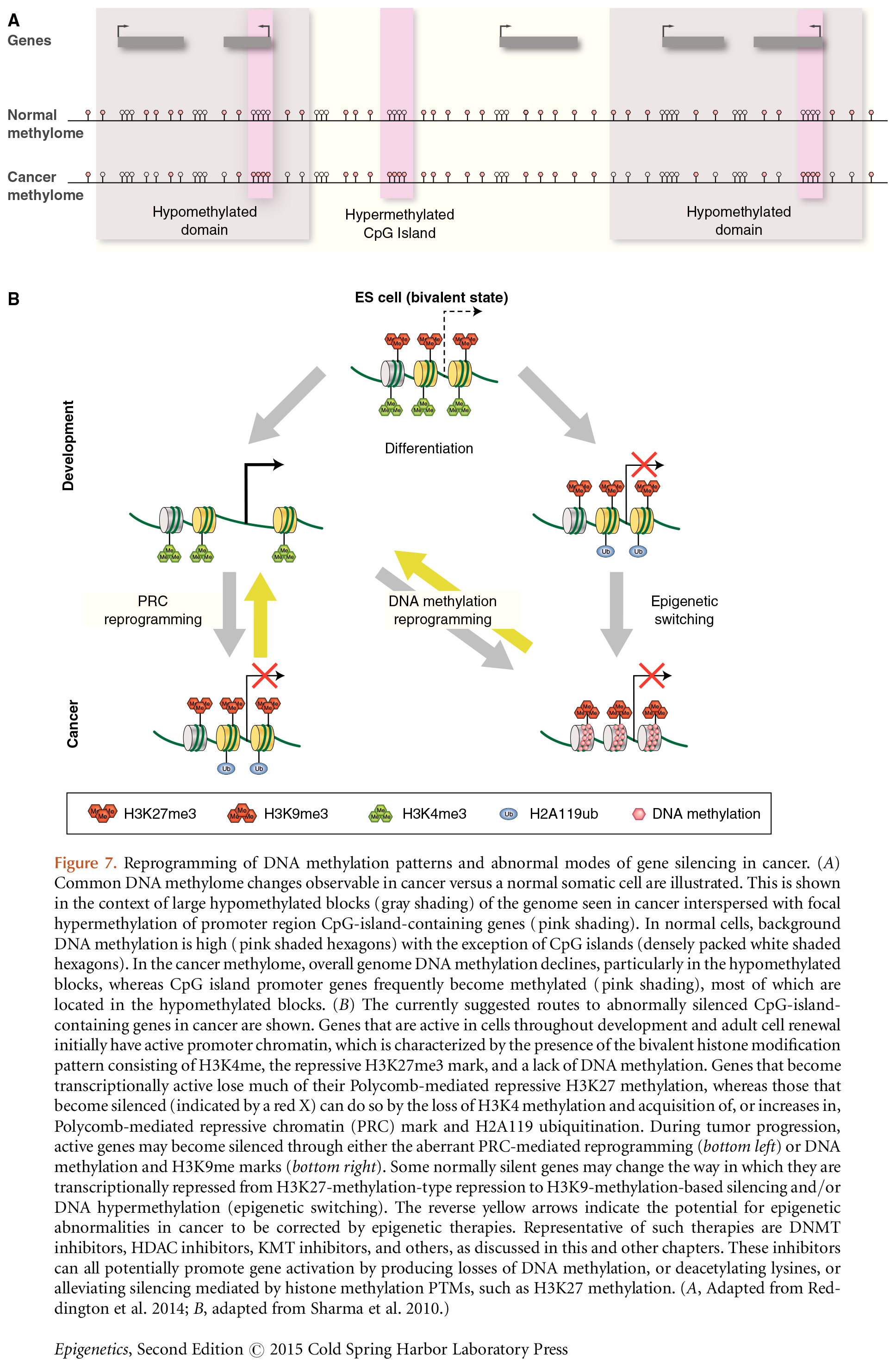 Determinants of Cancer