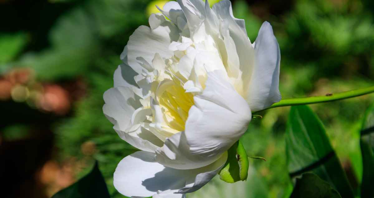 Unearth the Secrets Best Fertilizer for Peony Success!