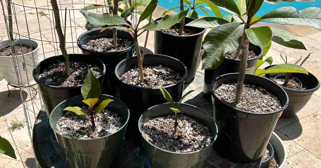The Ultimate Guide to Growing Plumeria from Seed