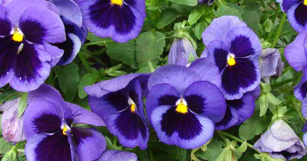 Caring for Pansies Comprehensive Guide for Vibrant Blooms
