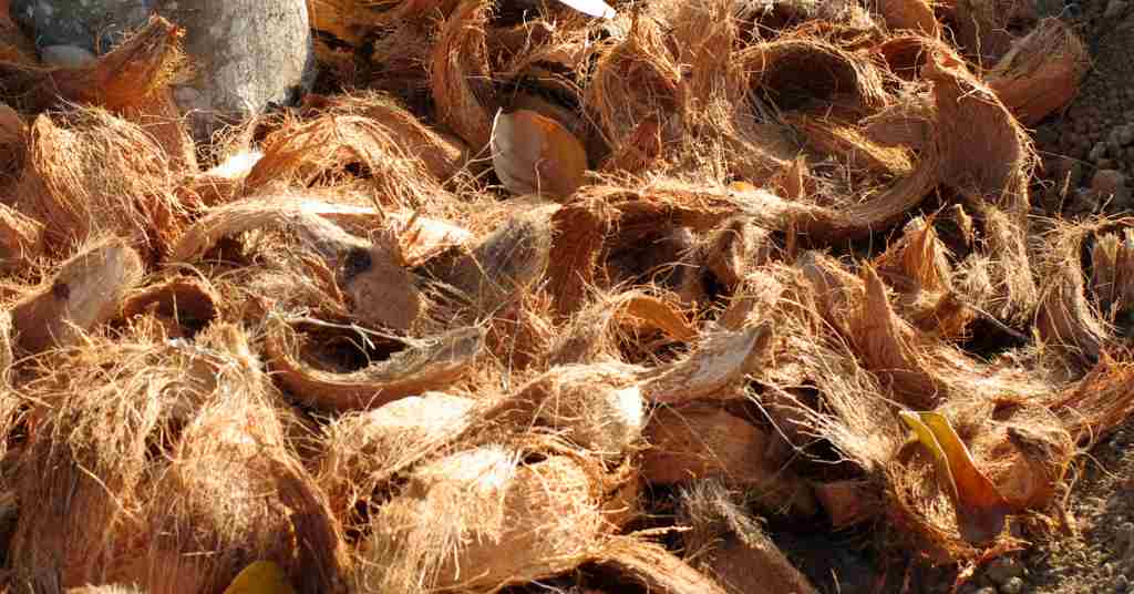 Unearthed Coco Coir vs Potting Soil Which Reigns Supreme?