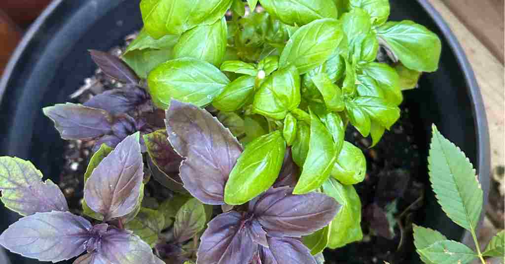 Basil Plant Care Simple Steps for Thriving Herbs