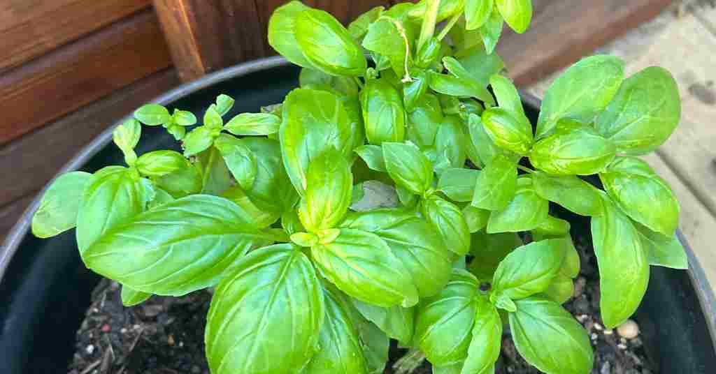 Basil Plant Care Simple Steps for Thriving Herbs