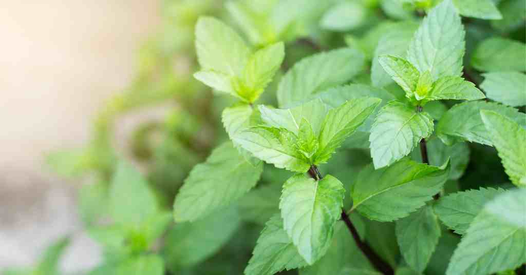 The Complete Guide to Caring for Mint Tips for Thriving Plants