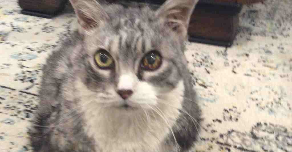 Are Plumeria Toxic for Pets?