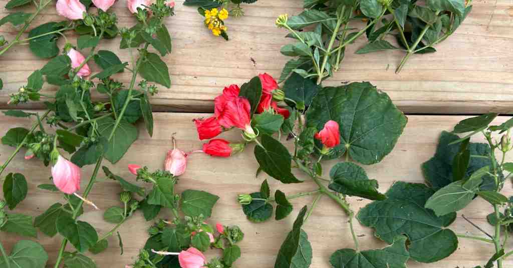Propagate Turks Cap from Cuttings