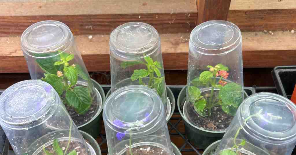 Propagate Turks Cap from Cuttings