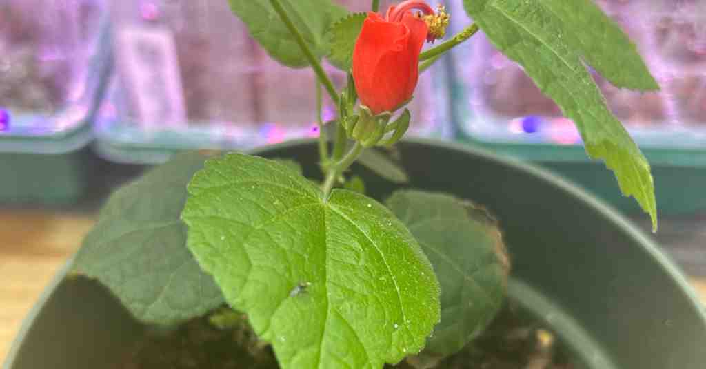 Propagate Turks Cap from Cuttings