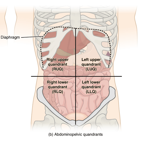 Introduction to Anatomy, Physiology and Pathology Quadrants of the body